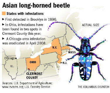 Asian Longhorned Beetle Life Cycle 77